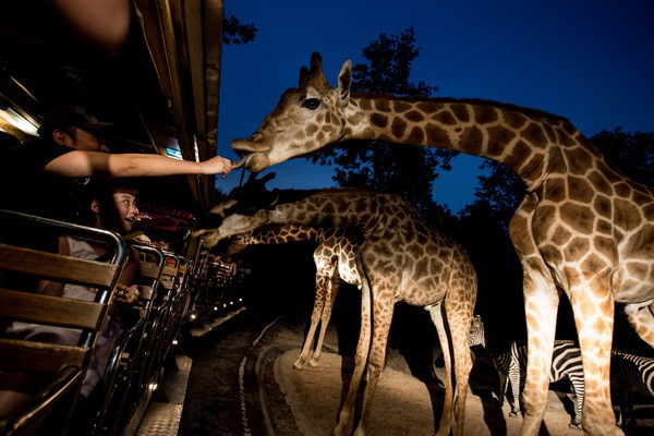 太平夜間野生動物園 (Taiping Night Safari)