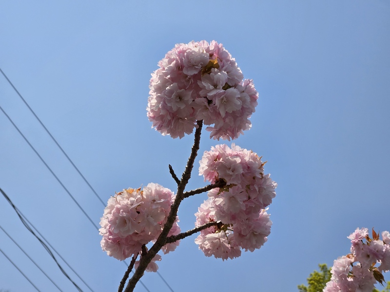 20250426_105925.jpg