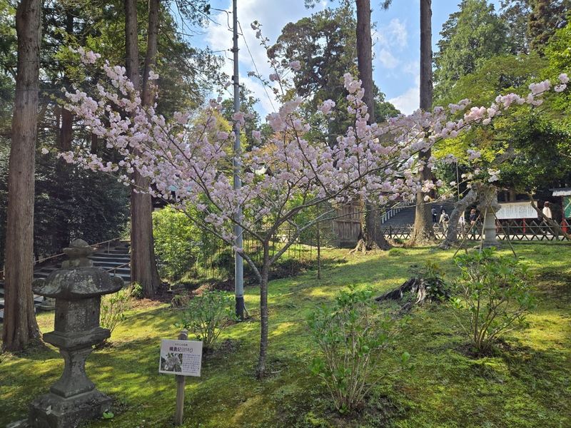 20250426_120301.jpg