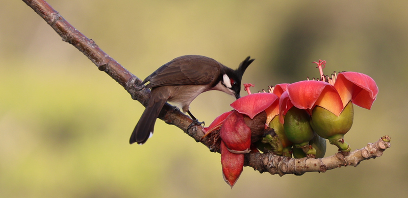 紅耳鵯木棉_2.jpg