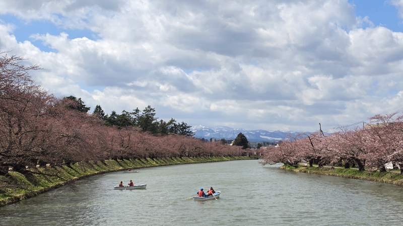弘前公園櫻花 (2).jpg