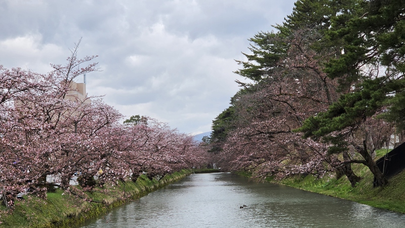 弘前公園櫻花 (1).jpg