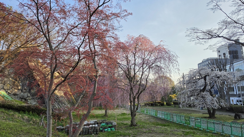 盛岡城跡公園櫻花 (1).jpg