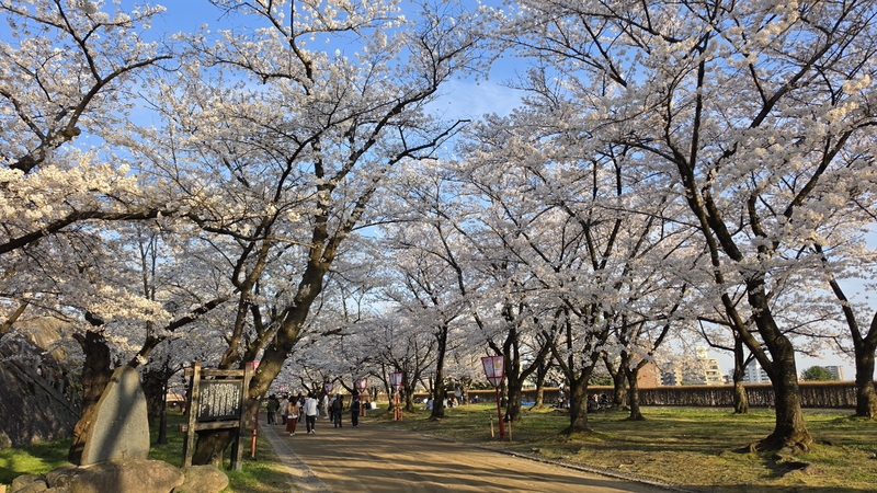 盛岡城跡公園櫻花 (2).jpg