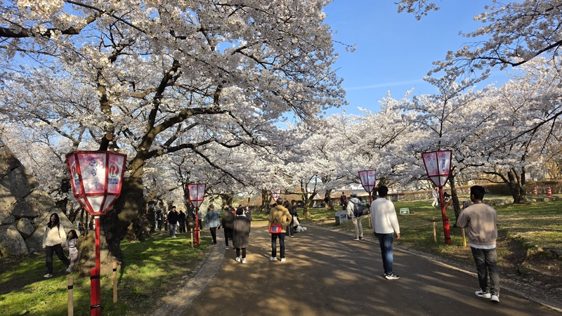 盛岡城跡公園櫻花 (4).jpg