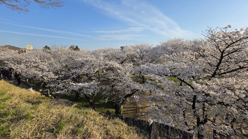 盛岡城跡公園櫻花 (3).jpg