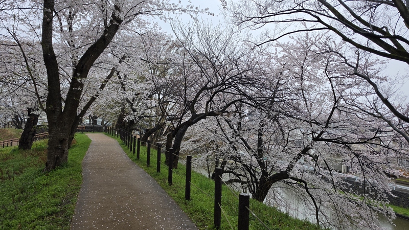 霞城公園櫻花 (5).jpg
