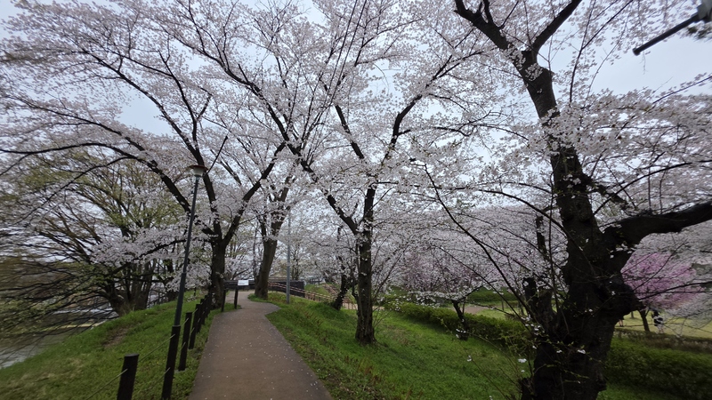 霞城公園櫻花 (7).jpg