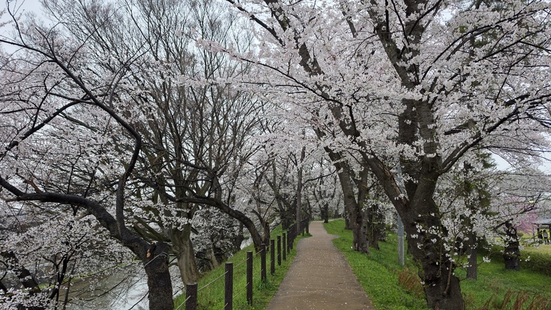 霞城公園櫻花 (6).jpg