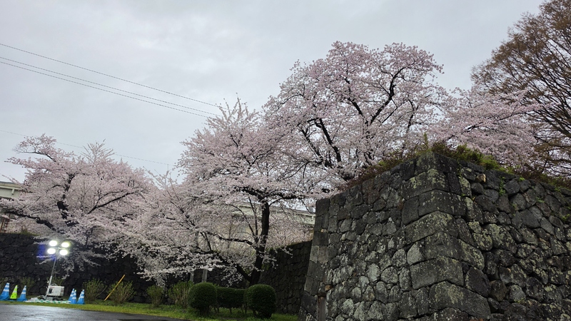 霞城公園櫻花 (8).jpg