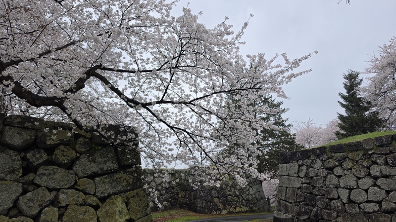 霞城公園櫻花 (2).jpg