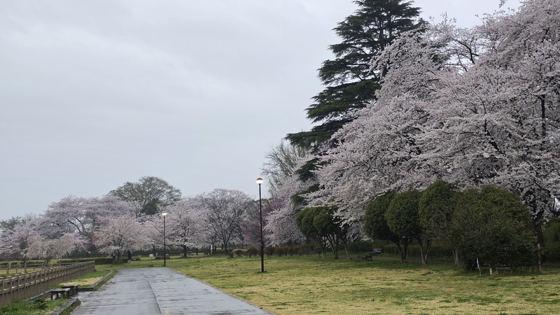 霞城公園櫻花 (1).jpg