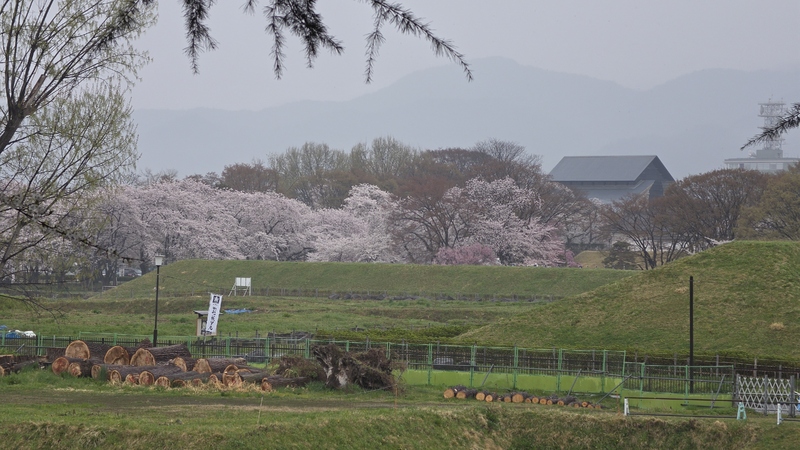 霞城公園櫻花 (4).jpg