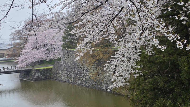 霞城公園櫻花 (3).jpg