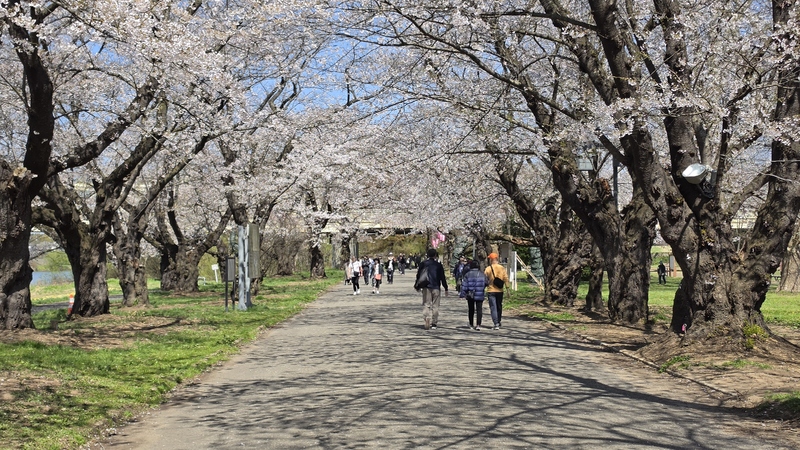 北上展勝地櫻花 (2).jpg