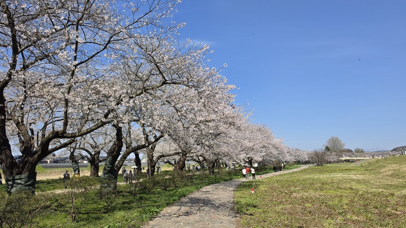 北上展勝地櫻花 (3).jpg