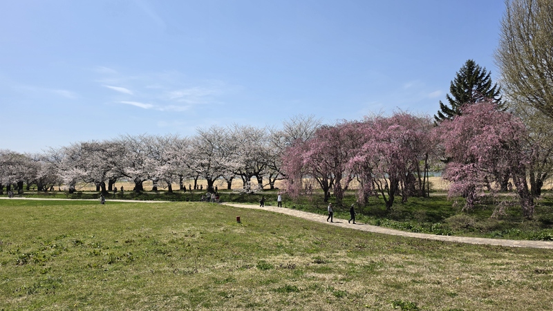 北上展勝地櫻花 (4).jpg