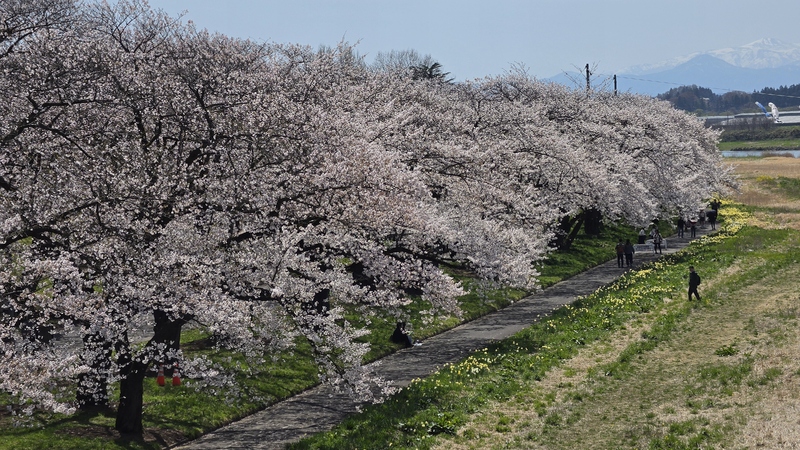 北上展勝地櫻花 (5).jpg