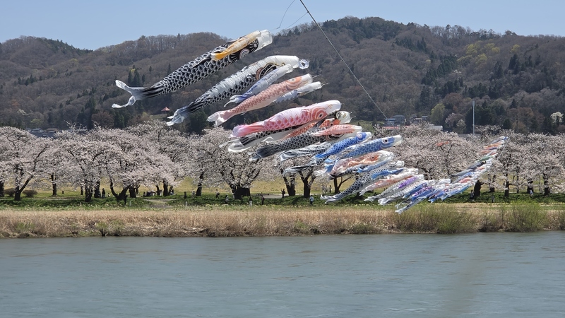 北上展勝地櫻花 (6).jpg