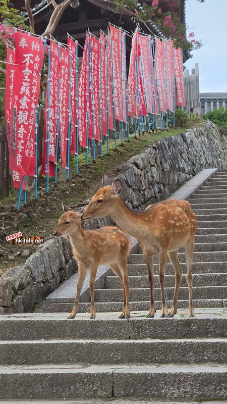 奈良鹿親子親密互動.jpg