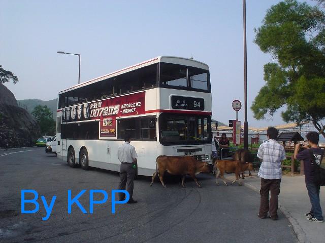 gs5171_cow.jpg