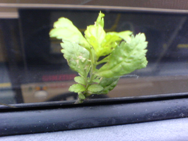 DSC02263.JPG