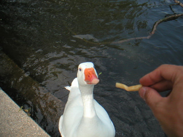 多倫多_02095a--鴨食薯條.jpg