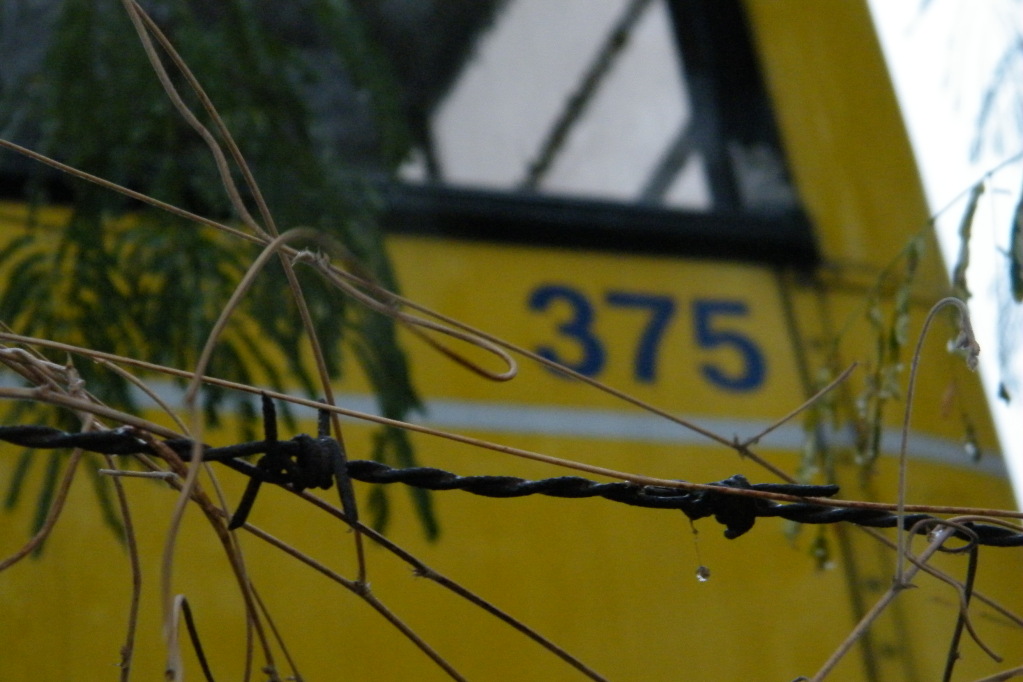 DSCF6353.jpg