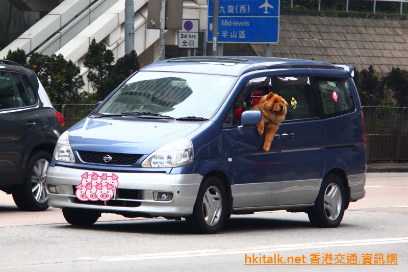 Dog in the Car.JPG